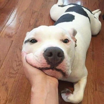 มินิฮาร์ท profile icon