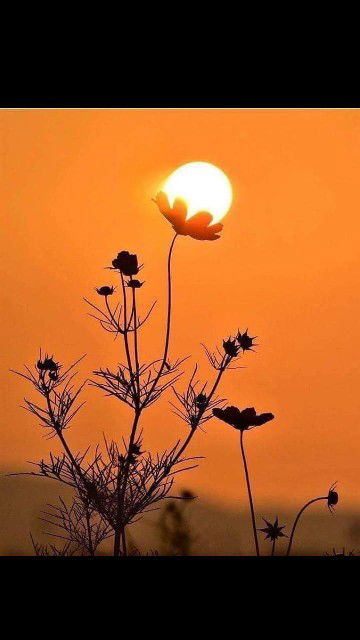 ny. candra profile icon