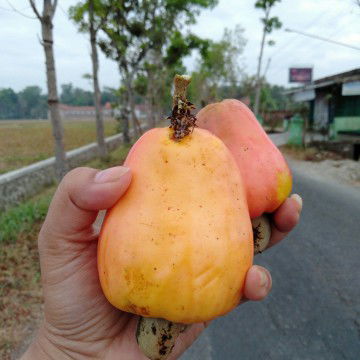 jambu monyet