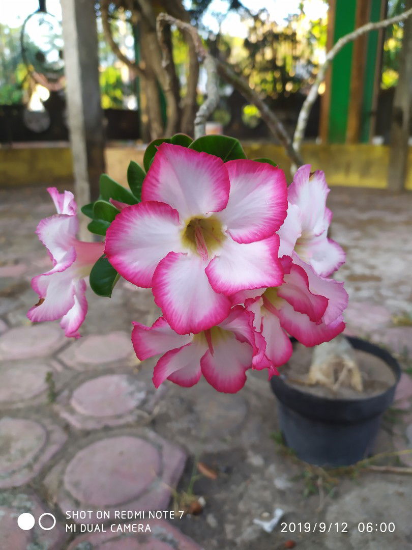 Meii T Anisaa profile icon