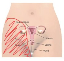 25weeks of pregnancy