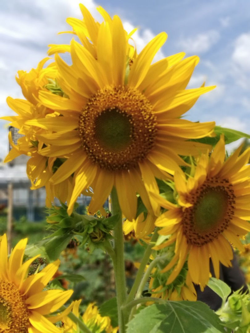 Linda astutik profile icon