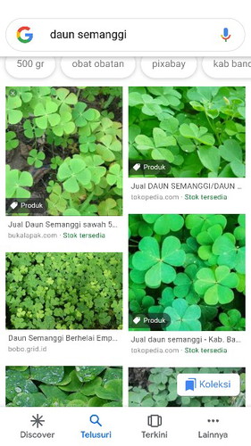 daun semanggi