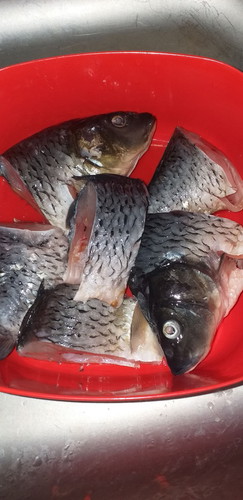 ikan mas