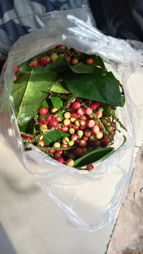 makan buah buni/huni
