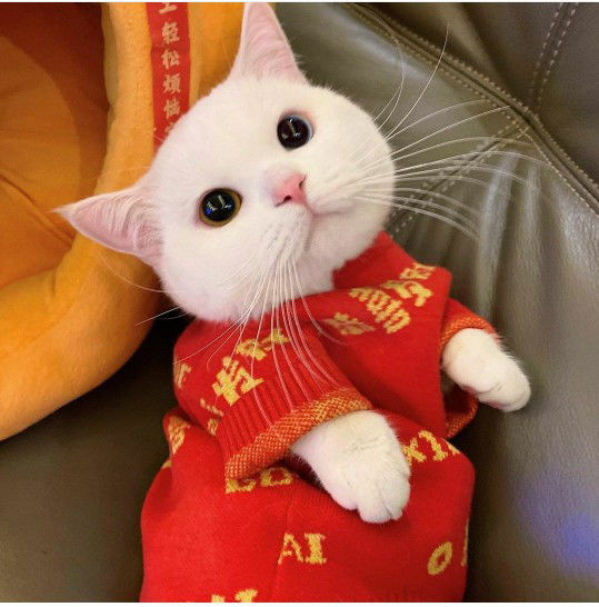 Lea Anna profile icon