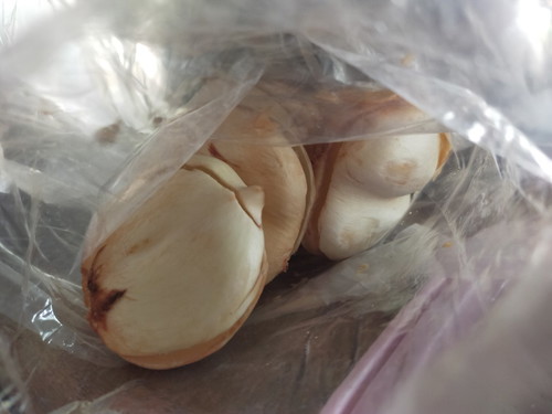 ลอนตาลคนท้องกินได้ไหม