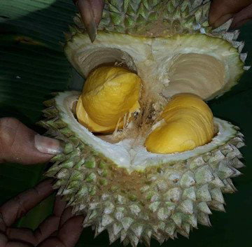 musim durian