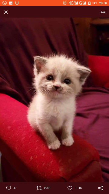 vidya tant profile icon