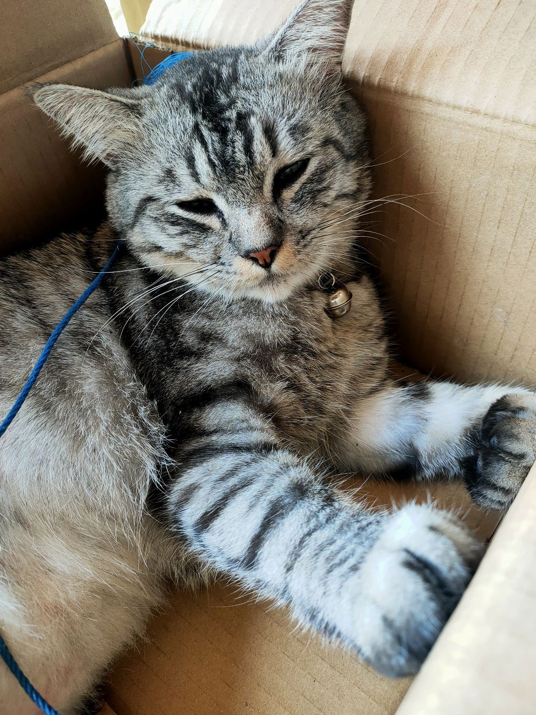 Jib Ketsara - Cataholic profile icon