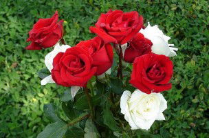 Nor Syahirah profile icon