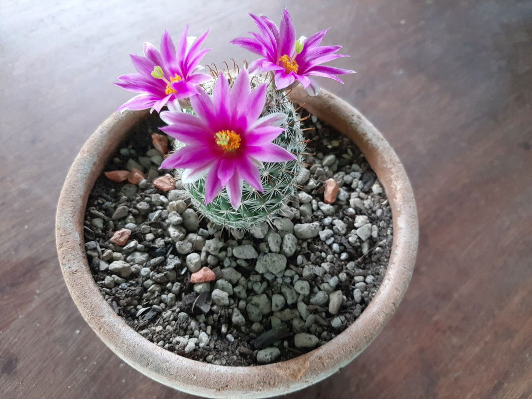 K Arisa profile icon