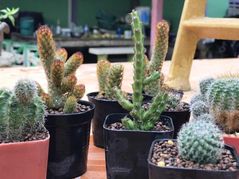 Ronnachai Khonchen profile icon