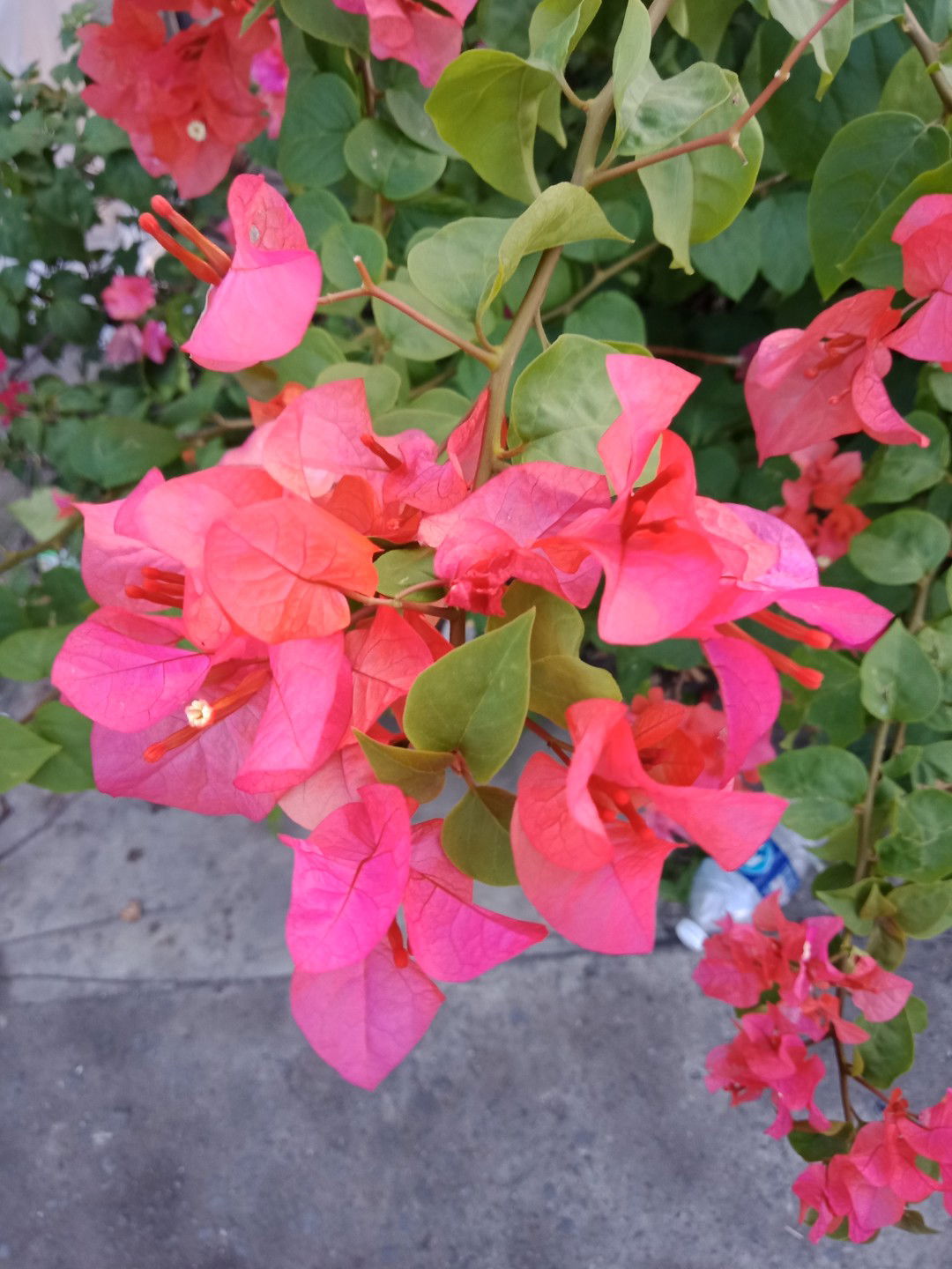 Rosmellah Romel profile icon