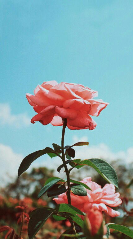 أم الفاروق profile icon