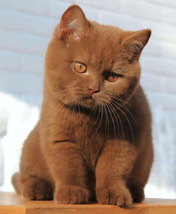 Maricar Dumon profile icon