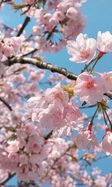 flowerlower profile icon