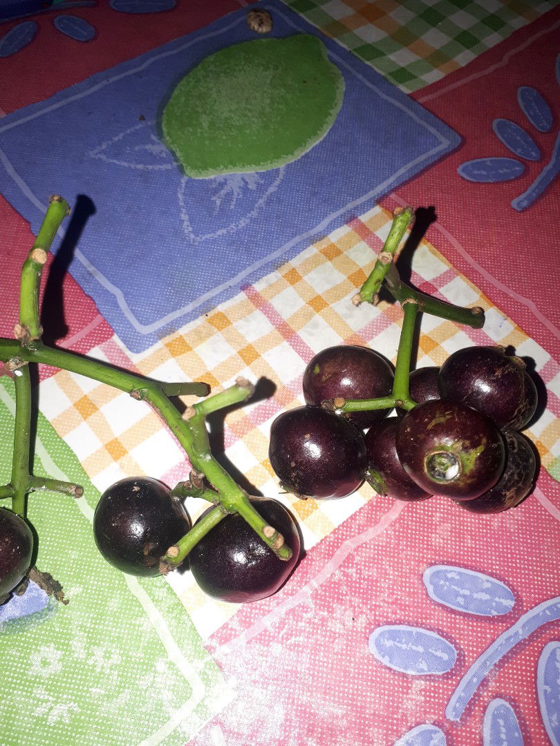 buah kupa atau buah gowok