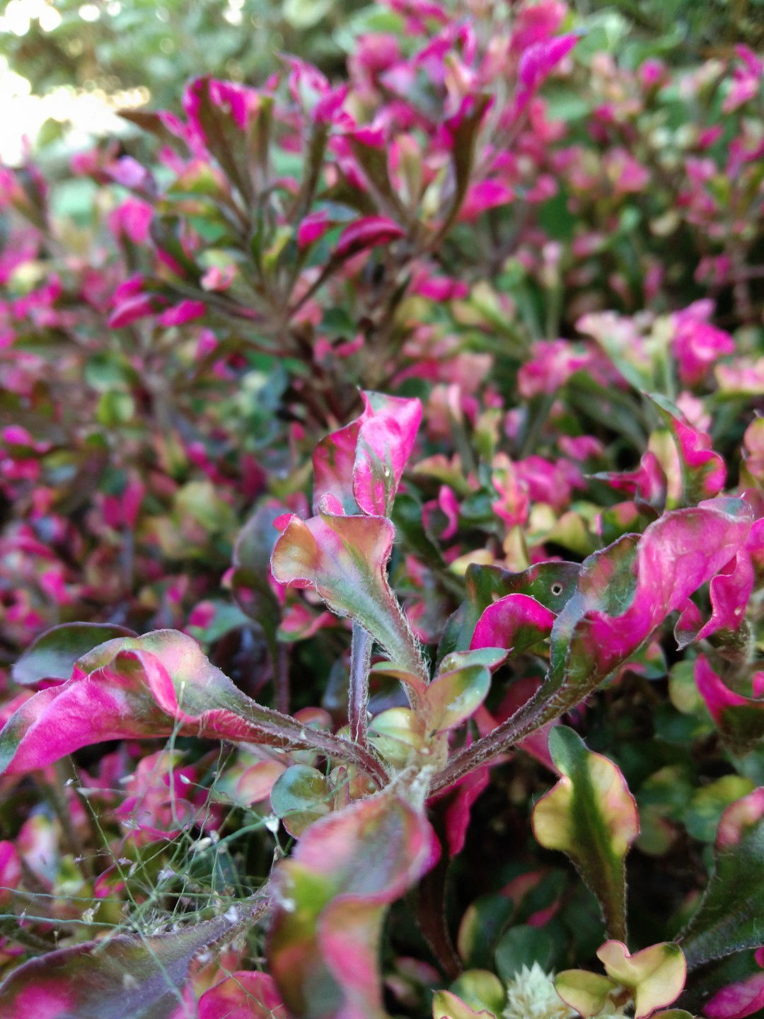 Rizka Dwi profile icon