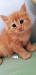 nisaa profile icon