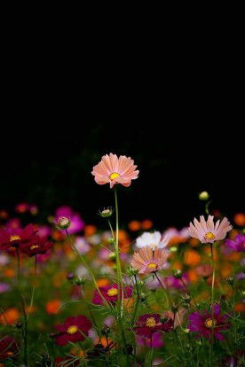 Munawaroh profile icon