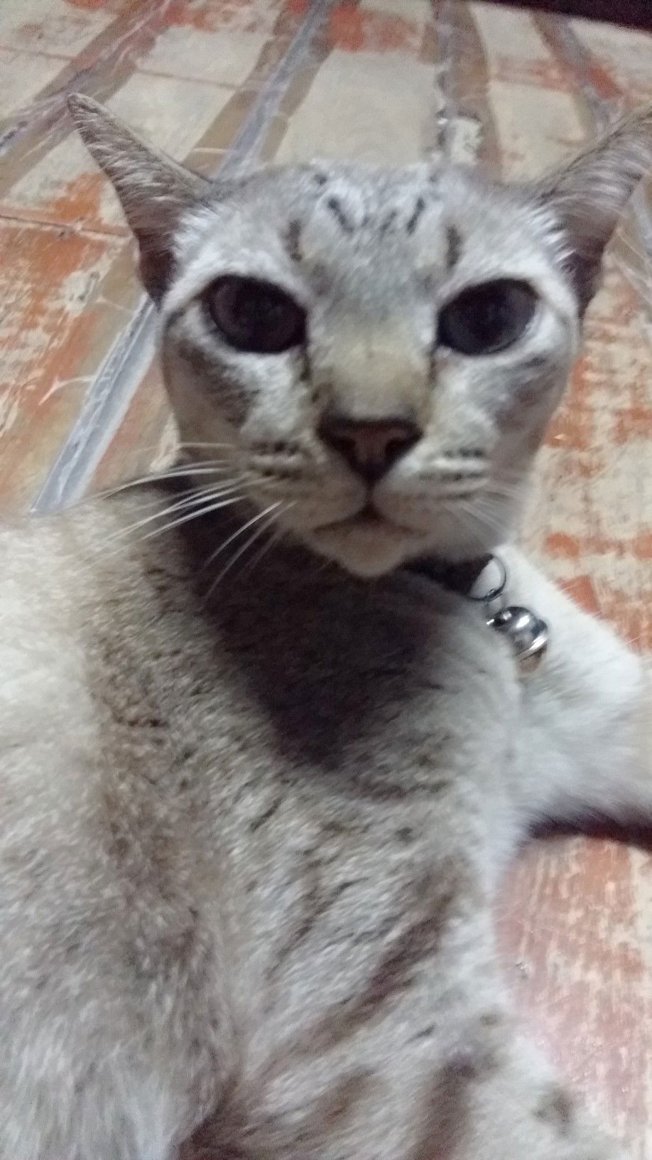 Thungen profile icon