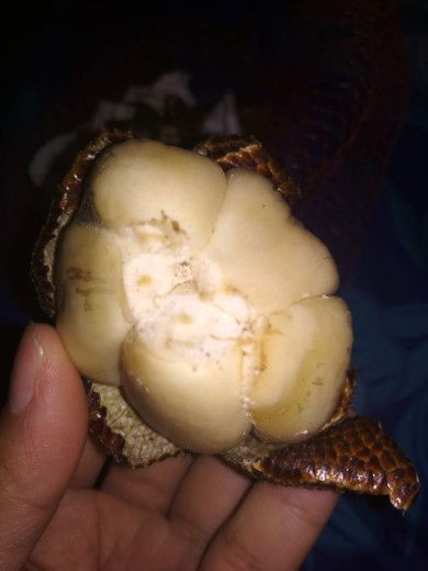 buah salak