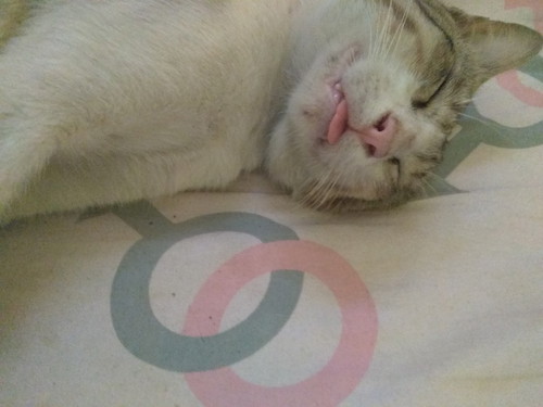 Kucing