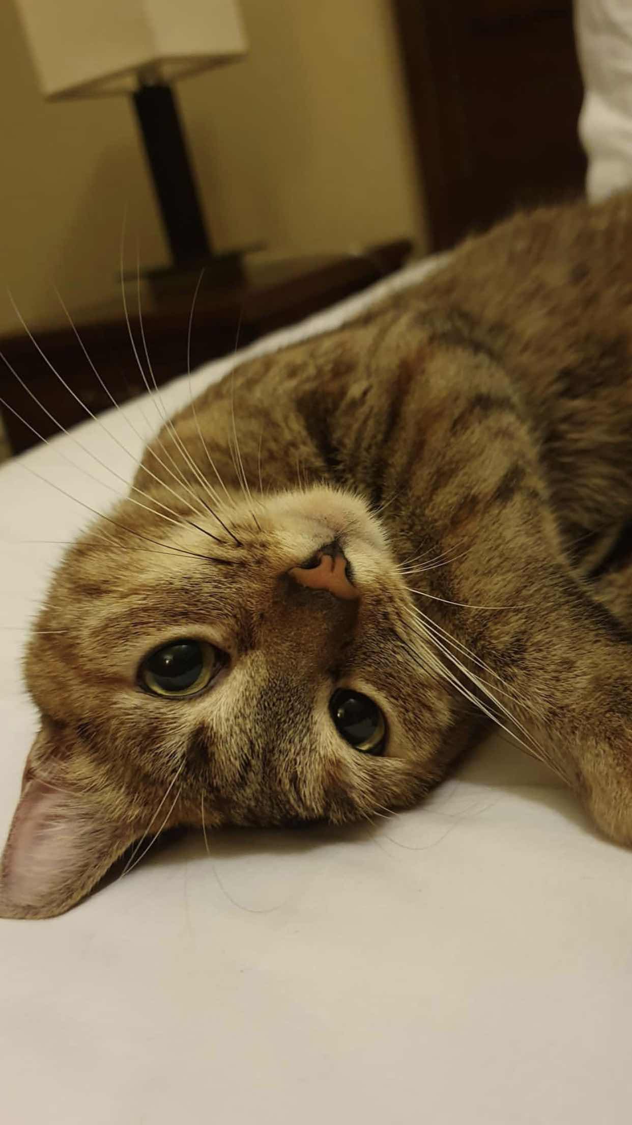 Nur Azween Shah profile icon