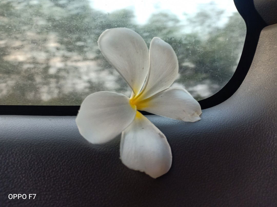 Sarinya profile icon