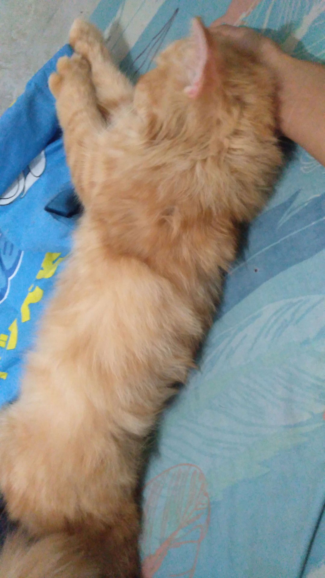 Sedang hamil pelihara kucing