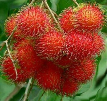 Makan Rambutan