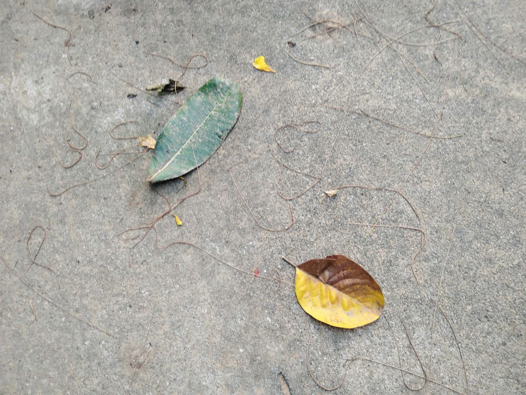 Mary Montha profile icon