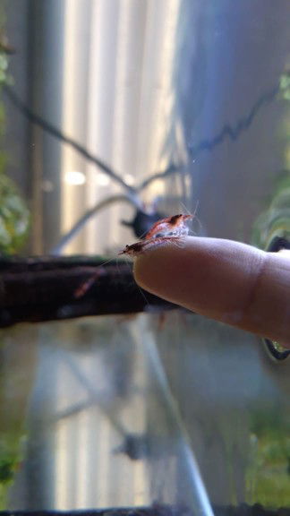 mama hebat profile icon