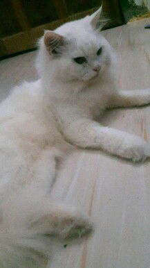 mba santi profile icon