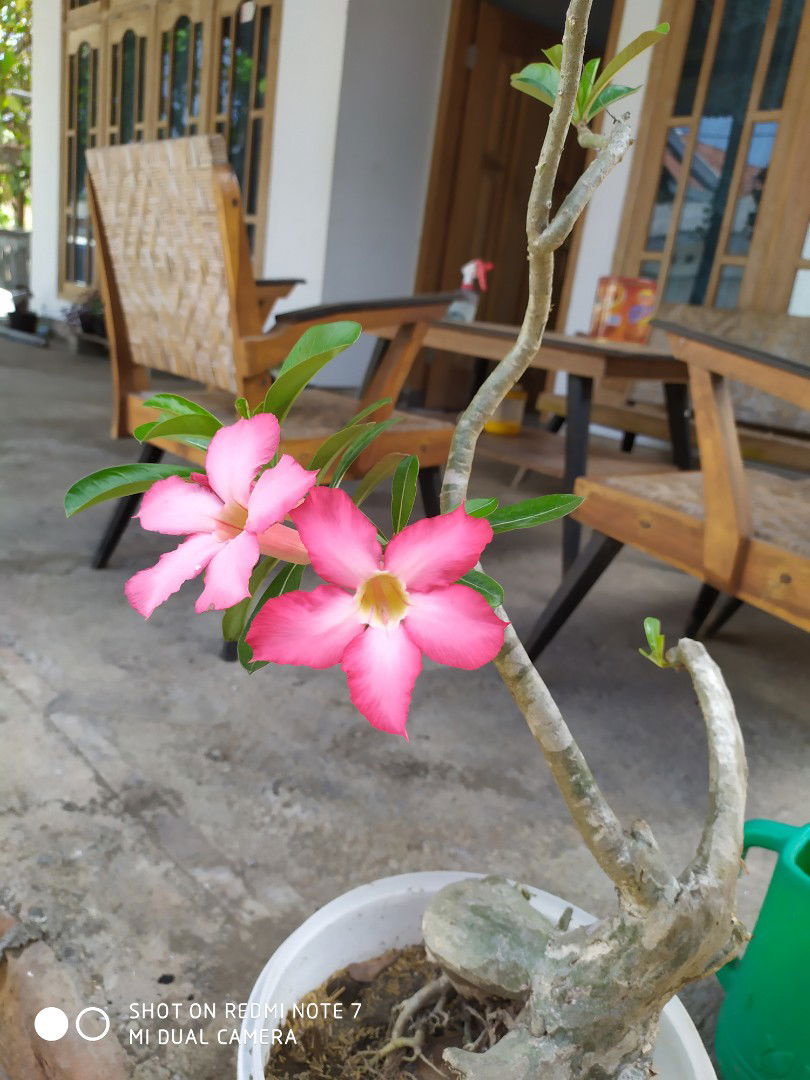 Rara fyen profile icon