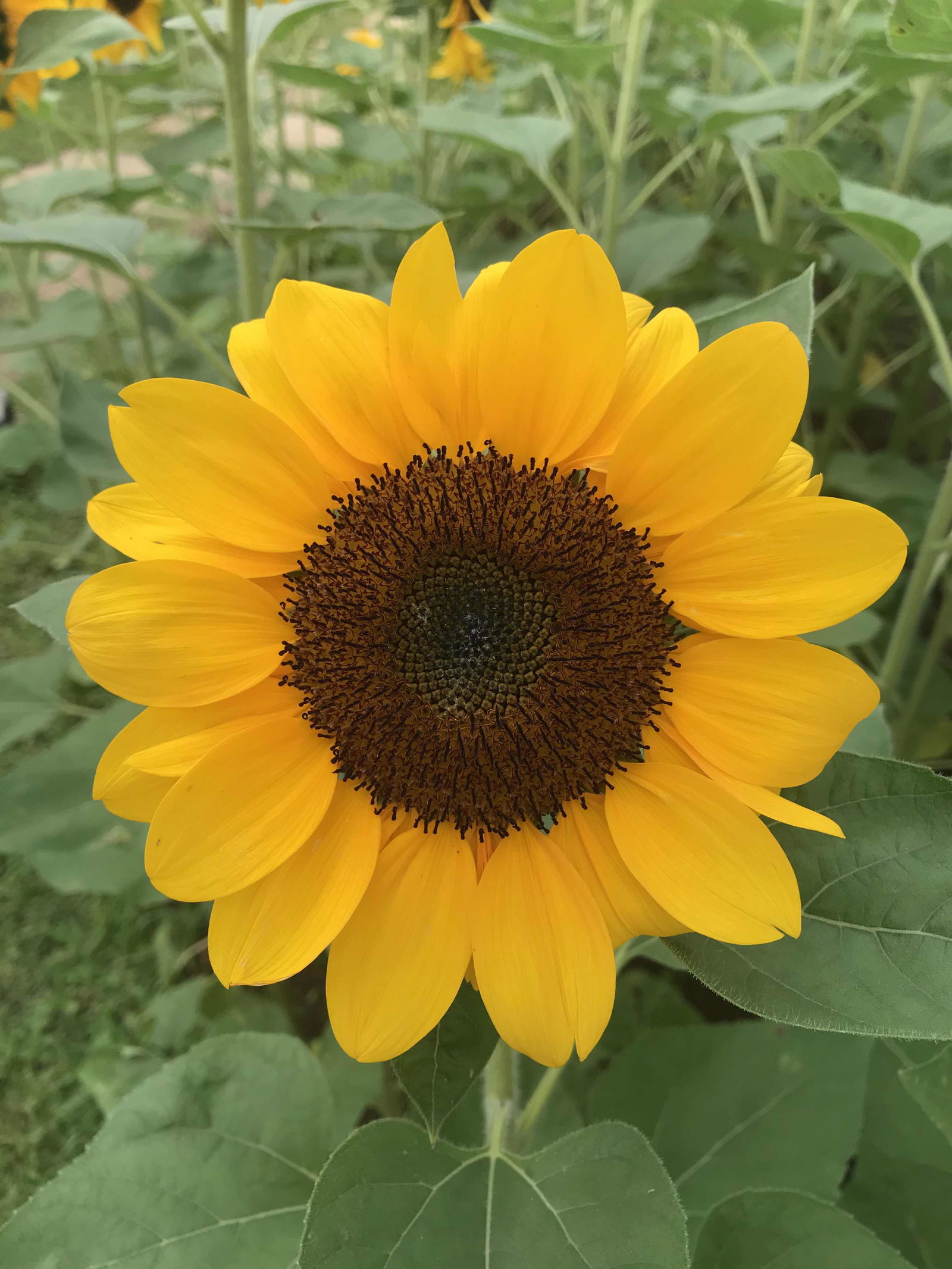 Dewi Maharani profile icon