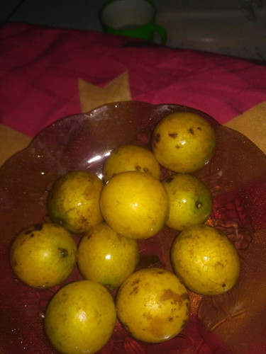 buah jatake