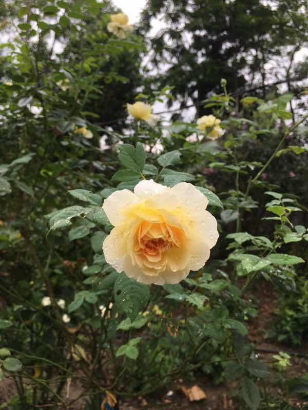 Trương trương profile icon