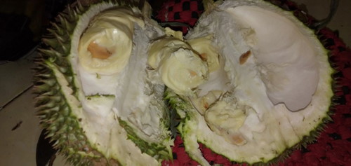 DURIAN