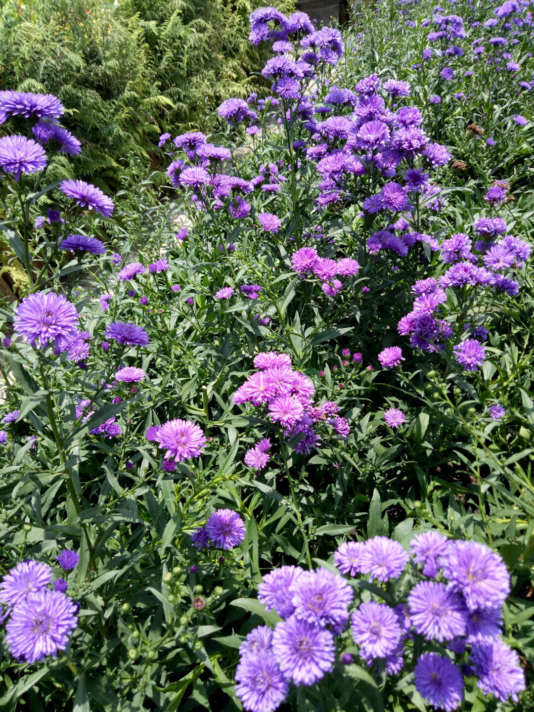 Koni Rostiana profile icon