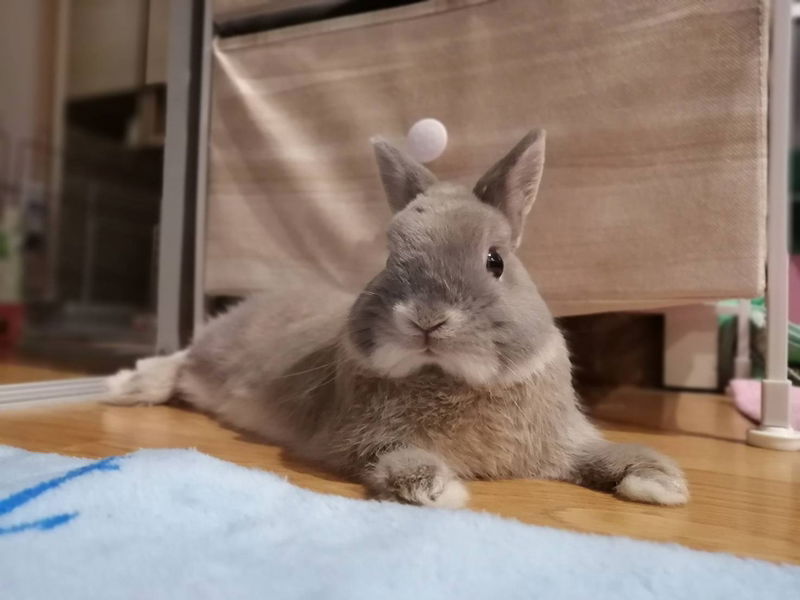 Patyada profile icon