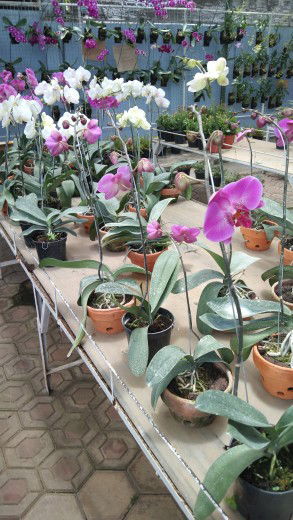 Anggari profile icon