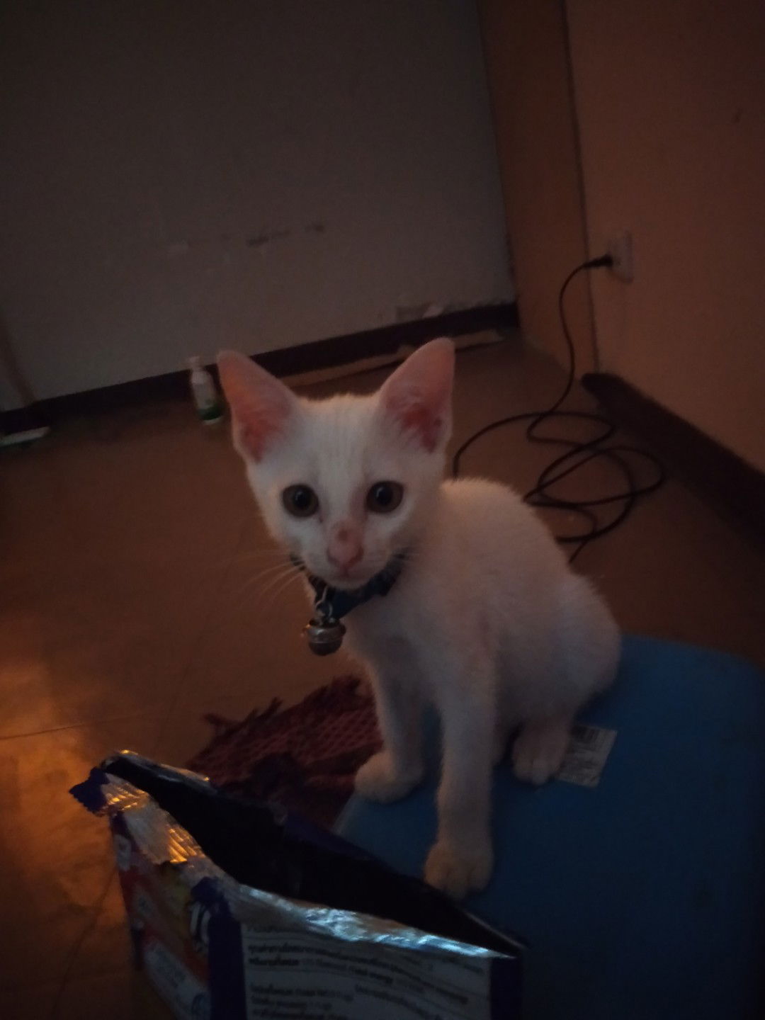 ratchaneewan profile icon