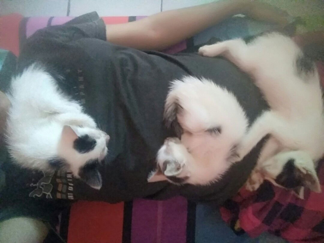 ada pencinta kucing kah d sini..