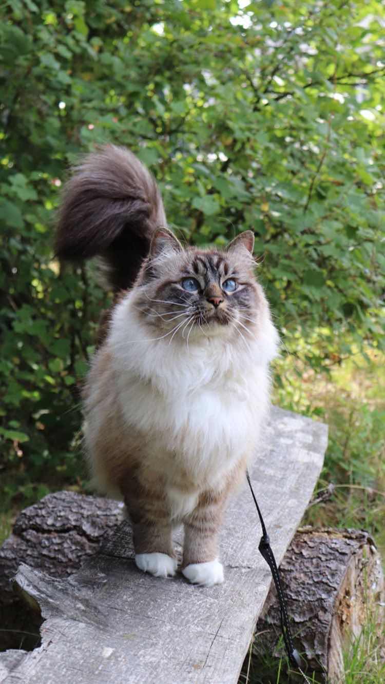 Shafika Izatie profile icon