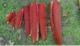 buah merah Papua