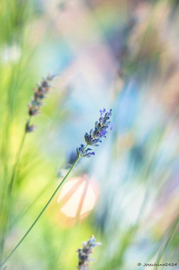 Phượng Chi profile icon