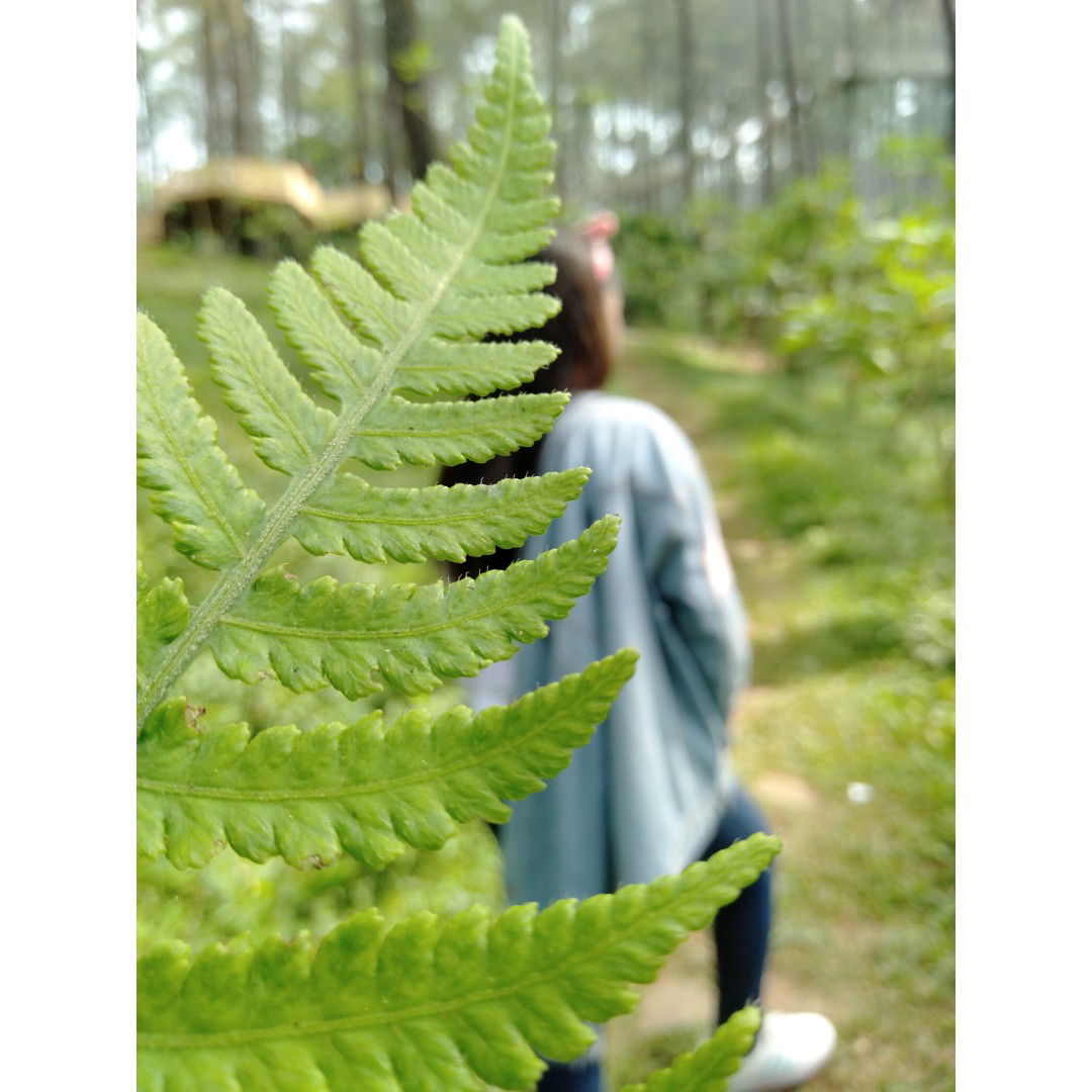 Afifa Fathma Shabiyyah II profile icon