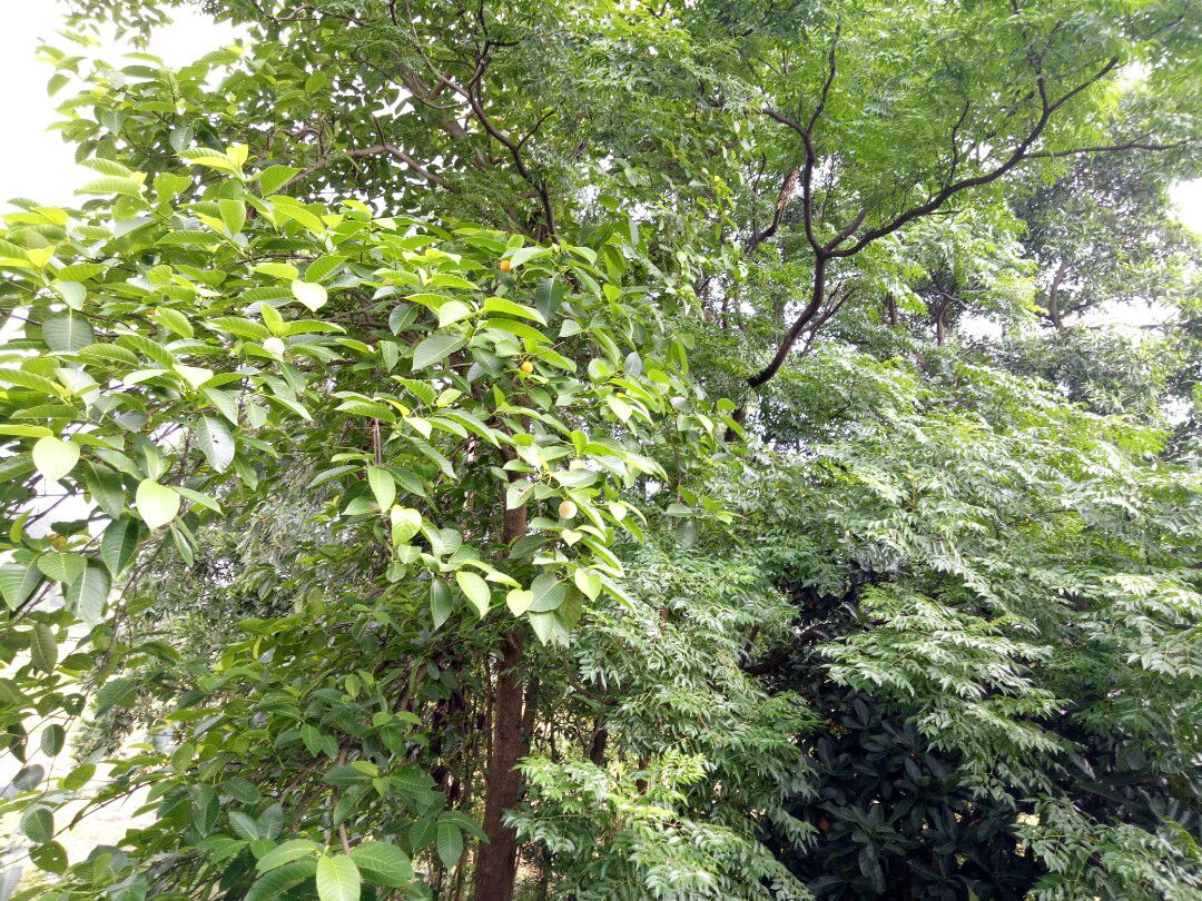 Hiền hậu profile icon